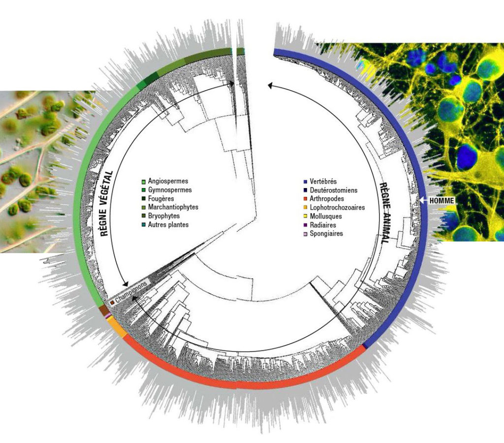 Graphique représentant le nombre de cellules cognitives dans le règne animal et végétal.